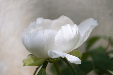 pure white woody peony blossom on a painterly warm grey background