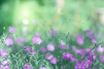 Purple flax flowers on a blurred green background. Beautiful art image. Selective soft focus.