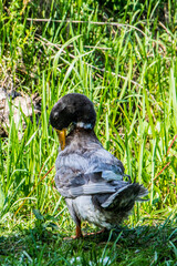 Domestic duck on a walk