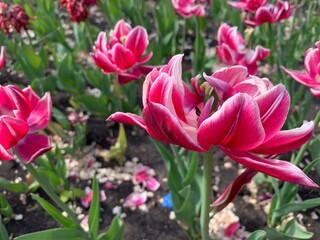 Fototapeta premium tender red pink tulips in the field or in the garden white tulips flowering field pattern. Macro of red tulip flowers meadow. Many pink fluffy hybrid tulips in garden. Early spring flowerbed flora