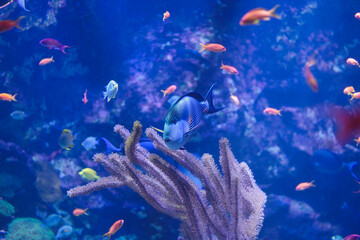 Fototapeta premium a doctor fish is swimmin in a fish tank in the zoo