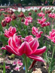 tender red pink tulips in the field or in the garden
white tulips flowering field pattern. Macro of red tulip flowers meadow. Many pink fluffy hybrid tulips in garden. Early spring flowerbed flora