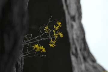 Gelbe Blume wächst einsam aus grauer Steinmauer