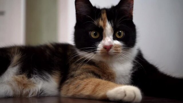 cat lying on the floor is watching the movement of something.