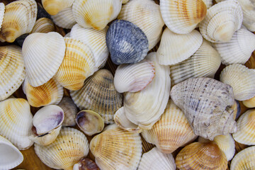 Background of the sea shells. Summer vacation concept