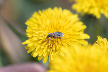 Weevil beetle poses for a beautiful dandelion flower, close-up.