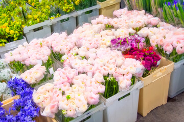 Peonies of gentle pink color in plastic boxes transport and storage for sale in flower shops.