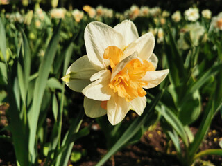 White terry daffodil with an orange center in green leaves. The festival of tulips on Elagin Island in St. Petersburg.