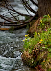 Russia. South of Western Siberia. Kuznetsk Alatau. Spring flowers on the bank of the Borisovsky mountain stream, the right tributary of the Tom River.