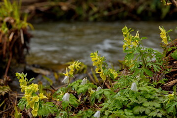 Obraz na płótnie Canvas Russia. South of Western Siberia. Kuznetsk Alatau. Spring flowers on the bank of the Borisovsky mountain stream, the right tributary of the Tom River.