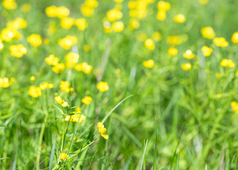 Yellow flowers green grass selective focus