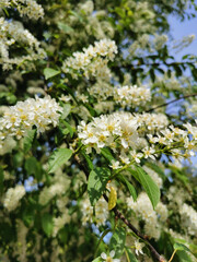 Cherry blossom inflorescence on a sunny spring day in the park on Elagin Island in St. Petersburg.