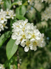 Cherry blossom inflorescence on a sunny spring day in the park on Elagin Island in St. Petersburg.