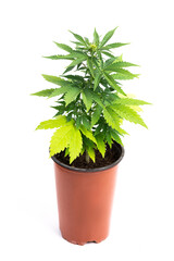 marijuana plant grown in a pot