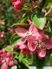 A branch of an apple tree with red and pink flowers on a sunny day in a park on Elagin Island in St. Petersburg.