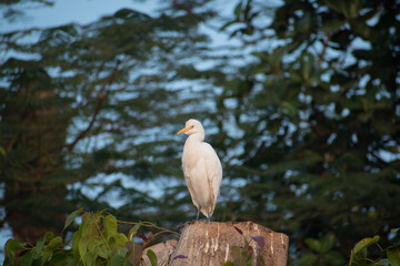 white crane bird standing on tree.Deforestation