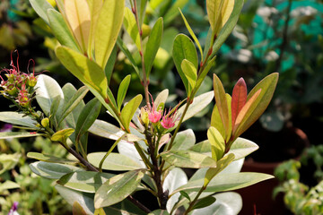 Rhododendron Leaf High Resolution tree