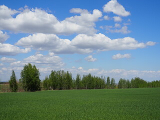 spring landscape with a view of a green field, a forest belt and a bright blue sky with clouds
