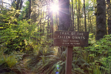 Canadian Rain Forest. Trail Signage around Fresh Green Trees in the Woods with Moss. Taken in Golden Ears Provincial Park, near Vancouver, British Columbia, Canada. Nature Background