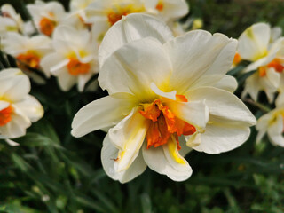 A white daffodil with a bright orange center on a flower bed in a park on Elagin Island in St. Petersburg.
