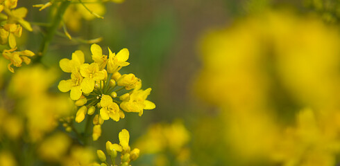 Detail blossoming rapeseed canola or colza. Agriculture field with rapeseed flowers. Oil industry.  Spring landscape. 