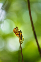 Brood-X Cicada with shell on a stick. Macro, close-up. Green Background