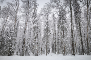 Snow Covered Trees In The Forest