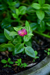 pink and white flower aptenia cordifolia baby sun rose, succulent plant