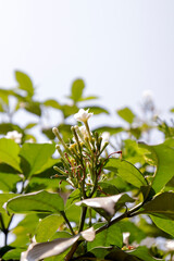 Chandni flower tree in india Tabernaemontana coronaria plant