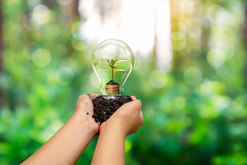The hand is holding an energy-saving light bulb and a small tree growing in an energy-saving light...