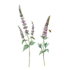 Naklejka premium Beautiful floral set with hand drawn watercolor spearmint flowers. Stock illustration.