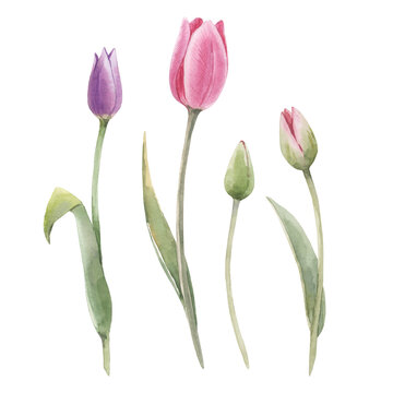 Beautiful floral set with hand drawn watercolor tulip flowers. Stock illustration.