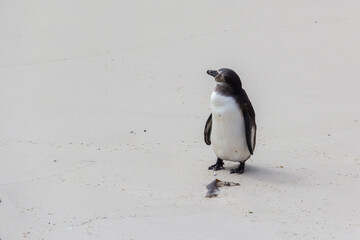 Obraz premium A South African penguin stands alone on a white sand beach, gazing out towards the water.