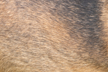 fotografía de textura beagle ingles (por J Adrian Fonseca)