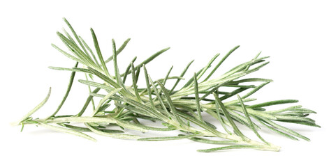 fresh curry plant twigs isolated on white background