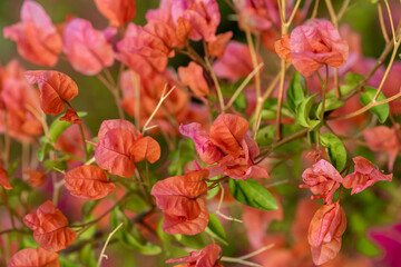 Lovely pink bougainvillea flowers in the garden.