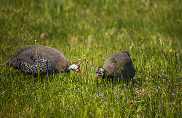 Beautiful guineafowl birds feeding in the grass. Numida meleagris in the garden during summertime.