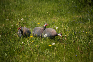 Beautiful guineafowl birds feeding in the grass. Numida meleagris in the garden during summertime.