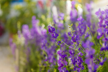 Nature composition. purple wild flowers. flower background

