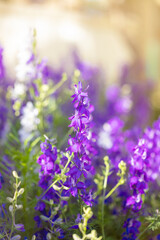 Nature composition. purple wild flowers. flower background
