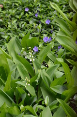 Obraz premium konwalia , konwalie ,