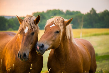 A beautiful, brown horses in the farm during the sunrise. Rural morning scenery of Northern Europe with farm animals.