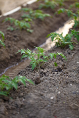young growing seedlings of tomato.