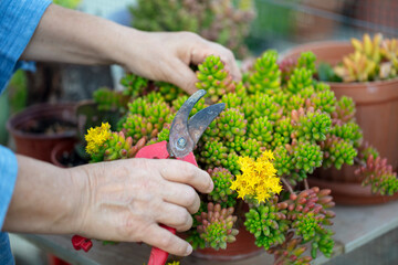 Hands of middle age woman gardener. Woman working with the garden in summer day. flower care and gardening, hobby.