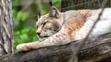 ruhender Luchs auf einem Holzstamm im Wald