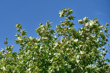 green tree leaves against a blue sky