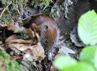 a Microtus arvalis mouse among the leaves on the ground in the forest