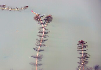 a plant Aldrovanda vesiculosa in water