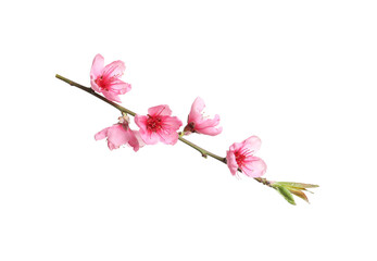 Fototapeta premium Beautiful sakura tree branch isolated on white
