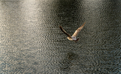 California Gull flying over lake